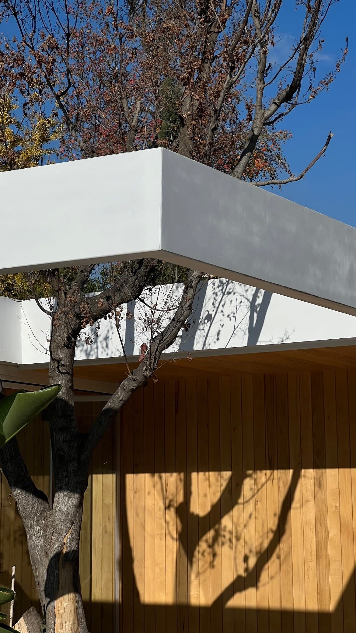 Detalle del alero blanco con árbol — Casa Fátima, remodelación integral en Vitacura